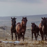 A herd of wild horses in Livno