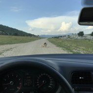 A dog relaxing in the middle of an unpaved Bosnian mountain road