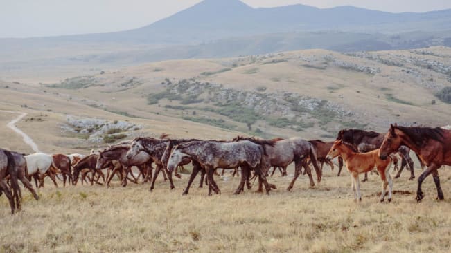 A herd of wild horses on an open plain in Bosnia and Herzegovina