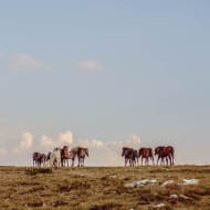A group of Livno's wild horses walk into the distance