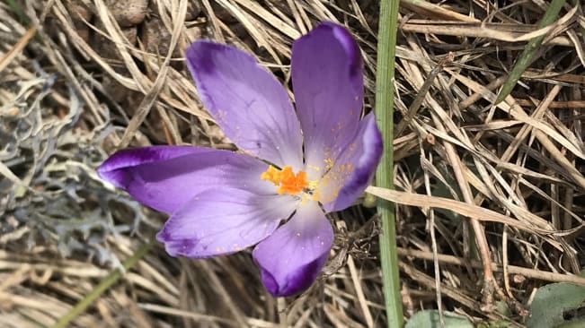 A safron flower in the wild