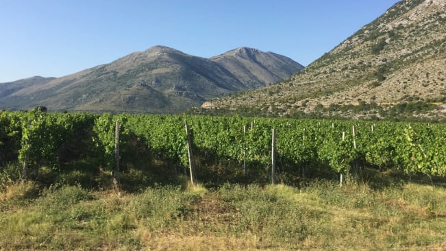 Vineyard in Herzegovina